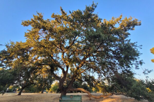 oak tree meadow at heather farms